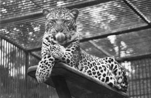 La panthère - 1961