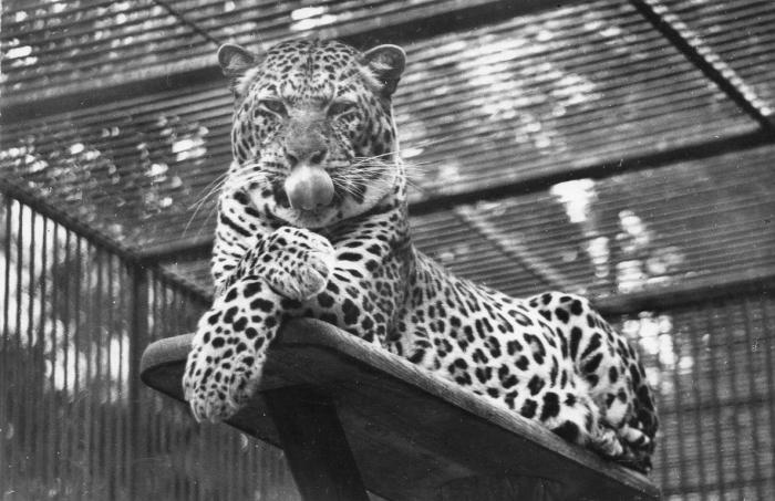 La panthère - 1961