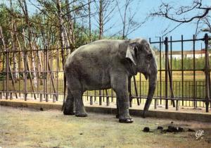 L'Eléphant - 1962