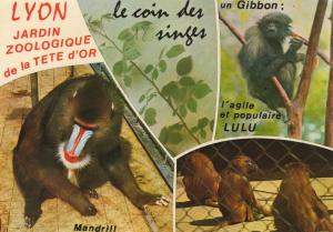 Mandrill - Gibon