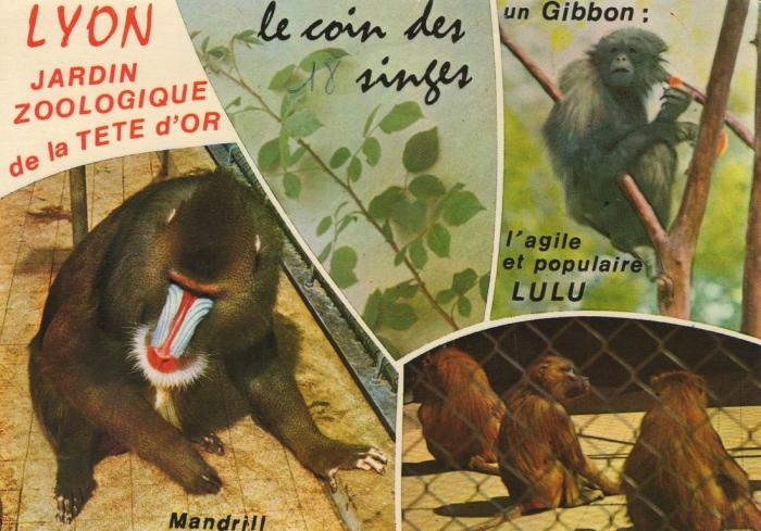 Mandrill - Gibon