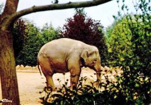 Eléphant d'Asie - 1977