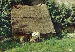 Chèvres naines du Sénégal