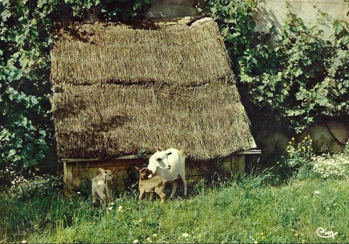 Chèvres naines du Sénégal