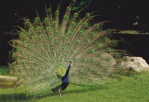 Paon bleu