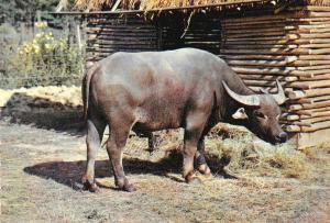 Buffle de l'Inde