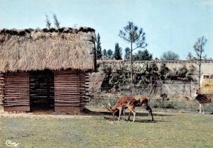 Cerf Axis des Indes