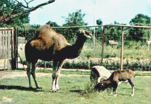 Dromadaire d'Afrique et Mouflon de Corse