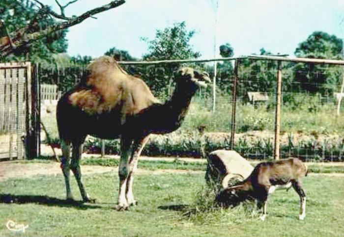 Dromadaire d'Afrique et Mouflon de Corse