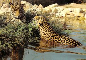 Jaguar (Amérique du Sud)
