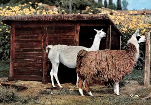 Lamas (Cordillières des Andes) - 1969
