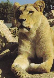 Lionne