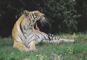 Tigre (Asie)