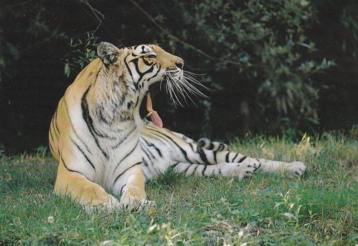 Tigre (Asie)