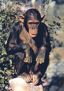 Chimpanzé, originaire d'Afrique