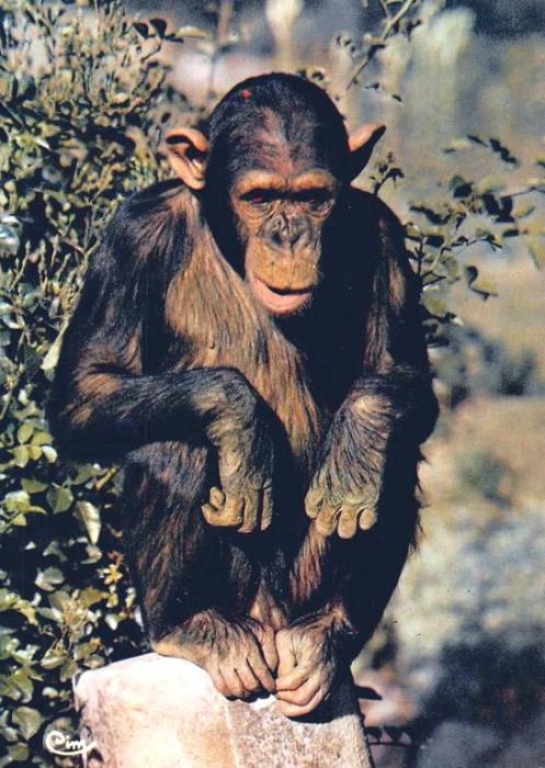 Chimpanzé, originaire d'Afrique