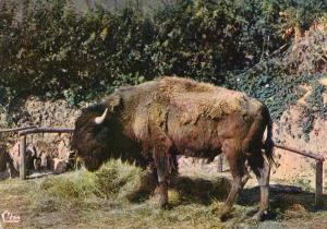 Bison d'Amérique