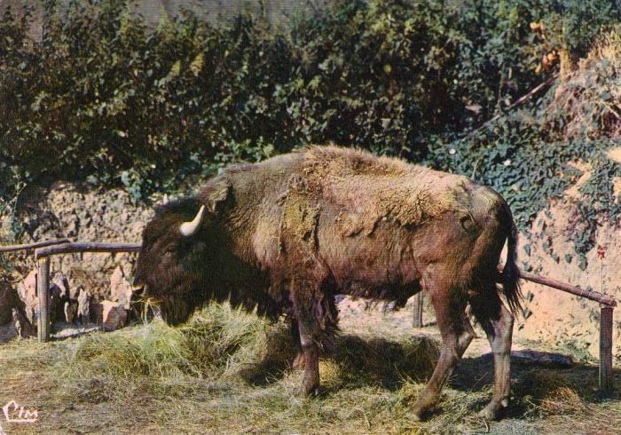 Bison d'Amérique