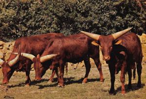 Bœufs watusis (Madagascar) - 1982