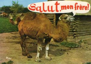 Animaux humoristiques