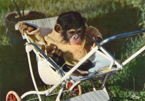 Bébé Chimpanzé, originaire d'Afrique