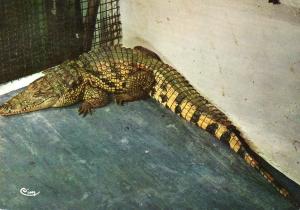 Crocodile (Afrique)
