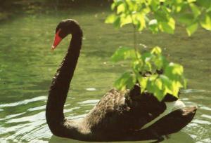 Cygne noir