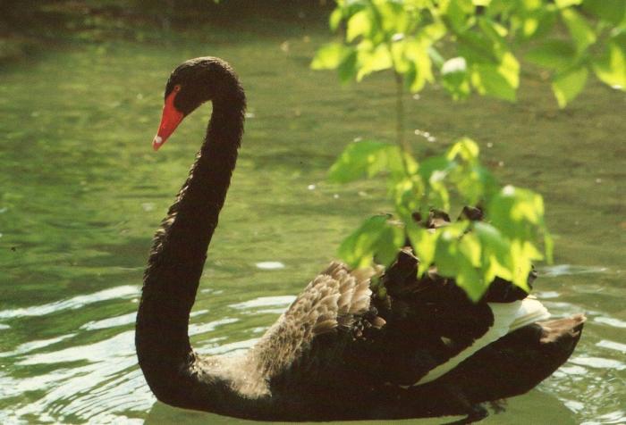 Cygne noir