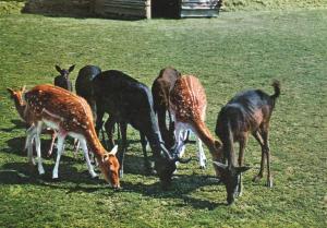 Daims mouchetés - 1975