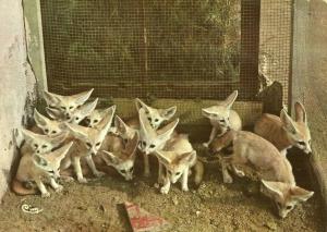 Fennecs (Sahara)