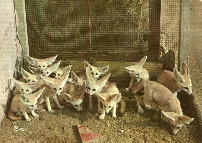Fennecs (Sahara)