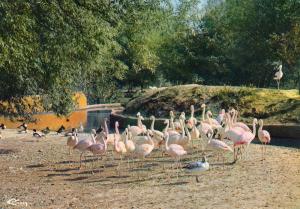 Flamants - 1977