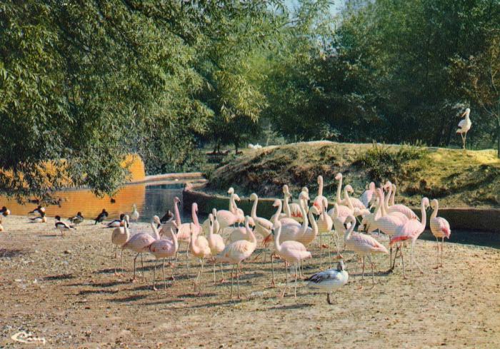 Flamants - 1977