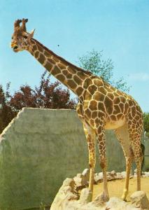 Girafe (Afrique)