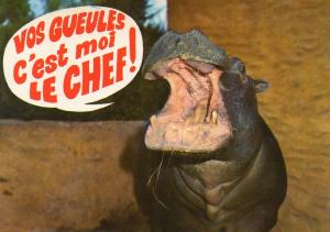 Animaux humoristiques