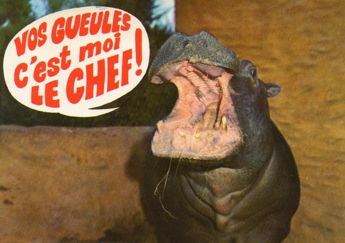 Animaux humoristiques