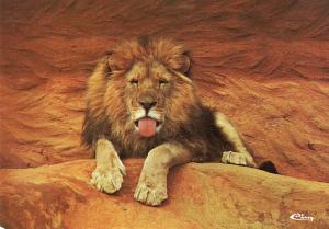 Lion Afrique
