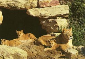 Lionne et lionceaux