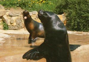Otaries - 1998