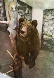 Ours brun (Europe)