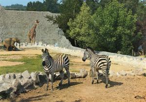 Zèbres de Grant - Eléphant d'Afrique et Girafe réticulée