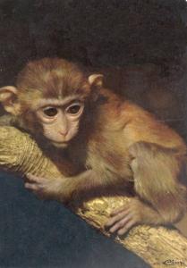 romanéche singe - 1976