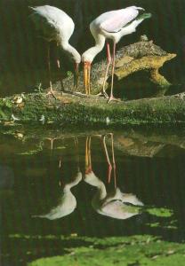Ibis Tantale