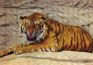 Tigre de Sumatra