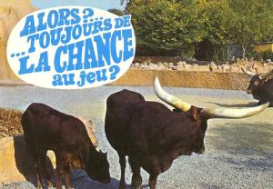 Animaux humoristiques