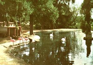 Flamants roses (Afrique)
