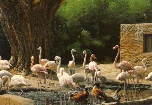 Flamants roses