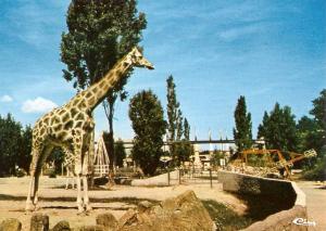 Girafe réticulée