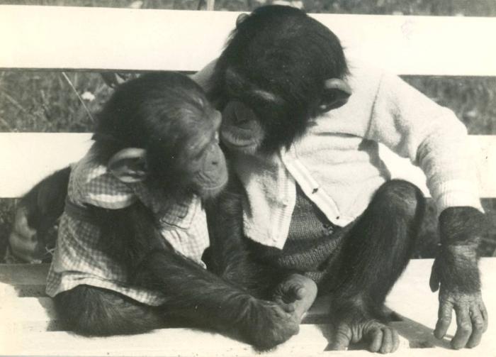 Jardin Zoologique Billard
