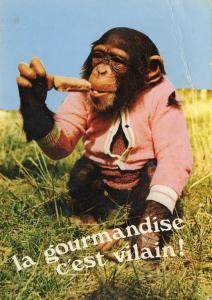Chimpanzé (Afrique)